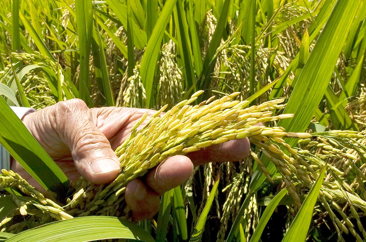 Garantizan  recolección de cosecha y afirman este año no se ha importado arroz